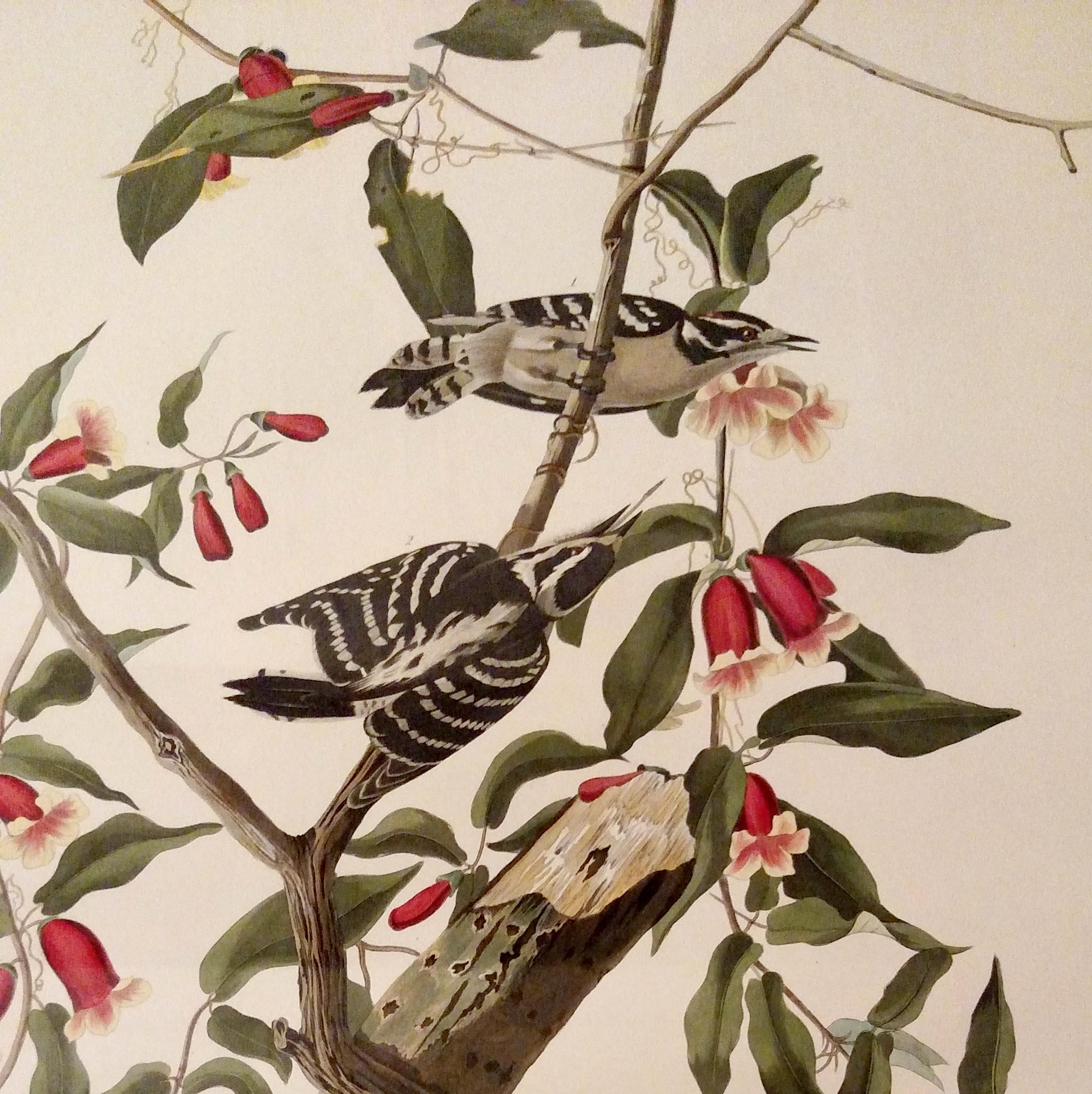 engraving with watercolor painting of woodpecker and flowering vine