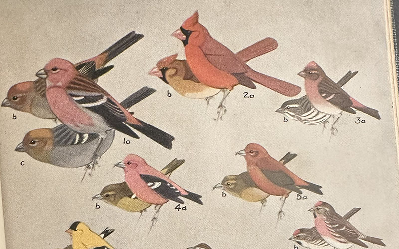 Colorful birds arranged on a page labeled with numbers organized by species.