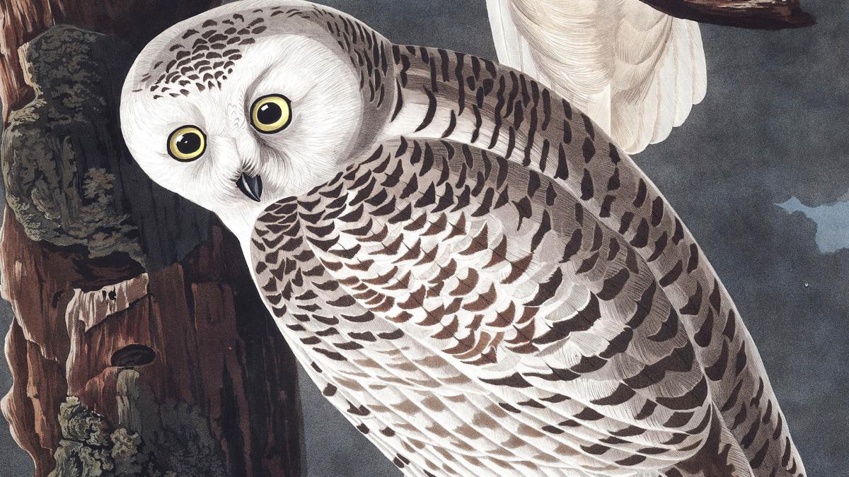 Audubon Birds of America Snowy Owl