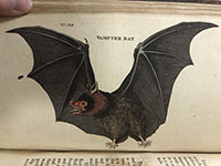 Bat