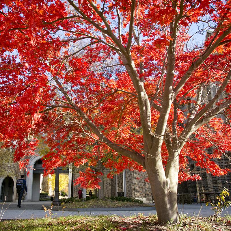 tree with fall foilage